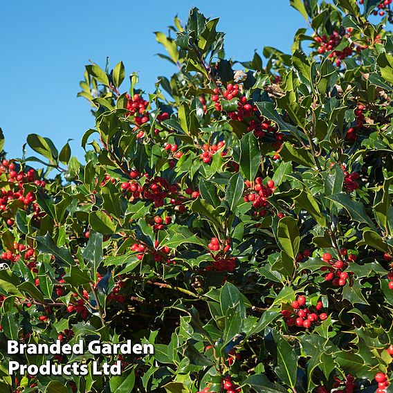 Holly (Hedging)